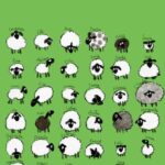 Medium flock